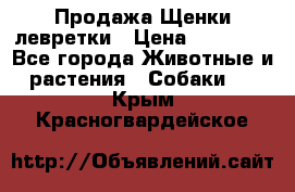 Продажа Щенки левретки › Цена ­ 40 000 - Все города Животные и растения » Собаки   . Крым,Красногвардейское